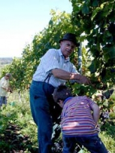 �kologischer Weinbau statt Massenware